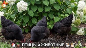 Сельские мотивы 🐏🐓🐇 Видео для души и радости 🌞 (22)