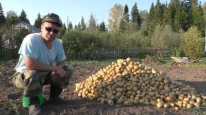 Рекордный урожай картофеля в Деревне 59