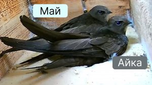 Камеры в гнездах стрижей / A camera in the nests of swifts