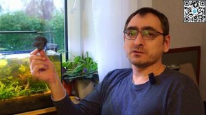 Как понизить фосфаты РО4 в аквариуме! Очень простой способ! 4К