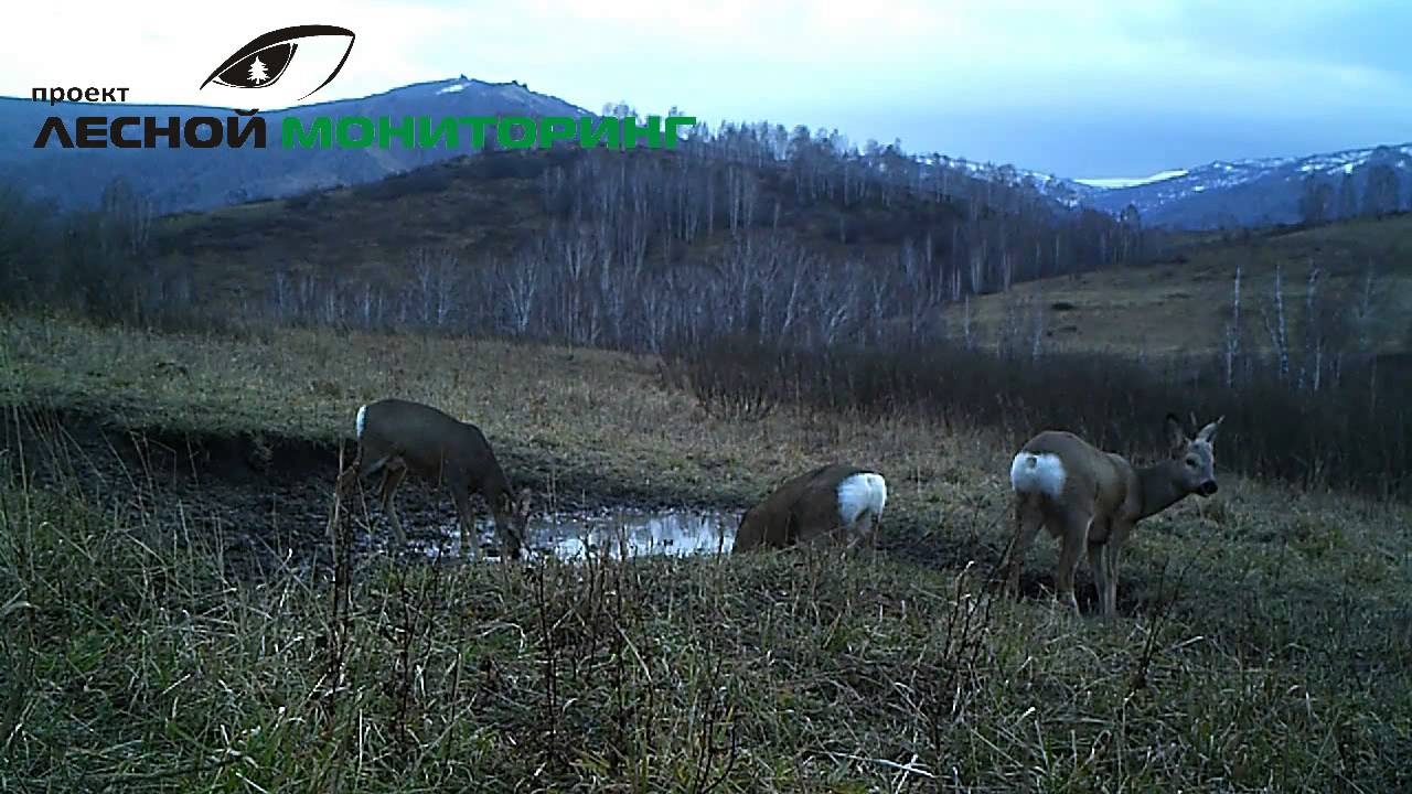 Видео с фотоловушки KG-780NV смотреть онлайн