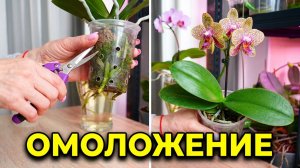 Пересадка орхидеи Легато бабочка. Омоложение и посадка Биг липа Аббы.
