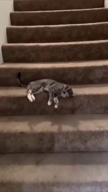 Именно так выглядит лень смотреть онлайн