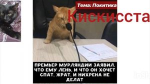 котоновости
