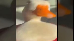 1000000406.mp4