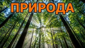 КРАСОТА ЛЕСНОГО МИРА