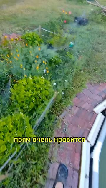 Про растения