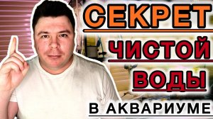 Как добиться кристально чистой воды в аквариуме?