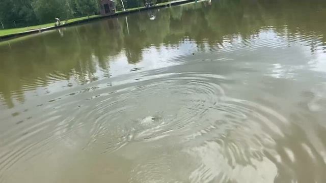 Карпевич смотреть онлайн