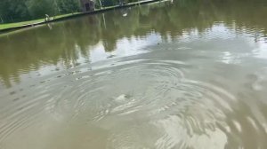 Карпевич