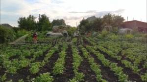Бросаем огород и бежим ловить рой пчел 27 июня все заросло бурьяном!