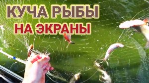РЫБА НЕ ДАЁТ ПОСТАВИТЬ ЭКРАН!!УДАЧНАЯ РЫБАЛКА НА ЭКРАНЫ..))