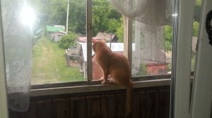 Рыжий Митя