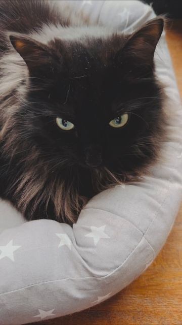 Подарок для кота