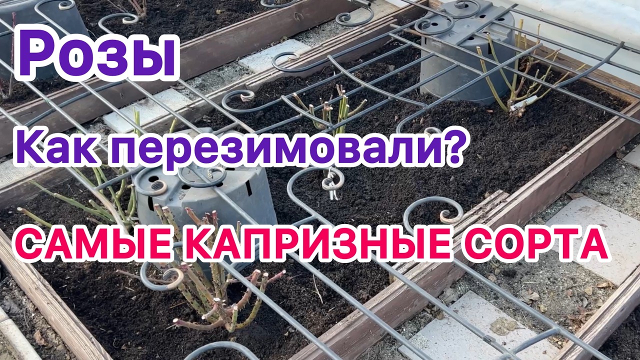 Розы - 2026. Как перезимовали самые капризные сорта? (Урал, 2-3 зона) смотреть онлайн