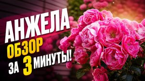 РОЗА АНЖЕЛА ОБЗОР ЗА 3 МИНУТЫ!