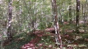 Видео 10 - Каменный сканер (Планченская Щель)