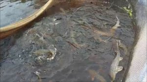 Зарыбление осетром нижнего водоёма 250 кг. Клёвое место, Лосиный остров.