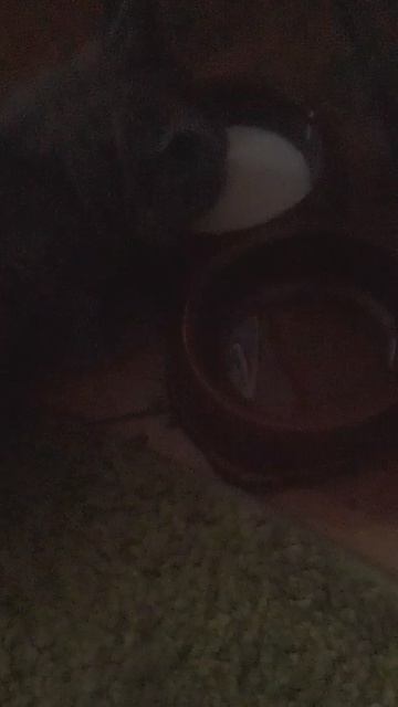 мой милый котёнок.