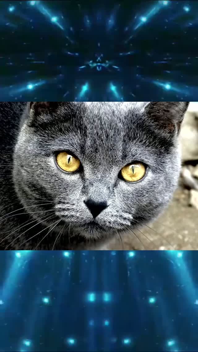 Британская леди (к Джессечке*)💞 💢 🐈