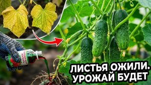 Что делать если желтеют листья огурцов  Как увеличить урожай огурцов