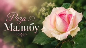 Роза Малибу