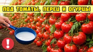 Подливаю под Томаты Огурцы и Перец и они начинают мощно плодоносить и не болеют