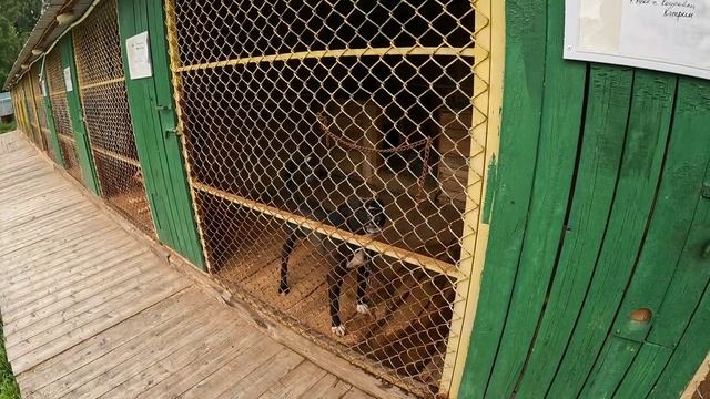 Помоги другу. Первоуральский приют. 2 серия.