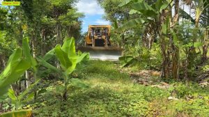 Бульдозер CAT D6R расчищает площадку от леса и прокладывает дорогу сквозь джунгли.