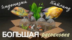 Большая распаковка аквариумных рыб Индонезия и Тайланд