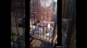 🪀🪀Прошел отлов .Пойман в подвале ещё один котенок. Итого: трое в приюте .( Архив«Мишки»).