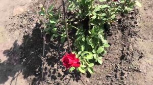 Выращивание корнесобственной розы