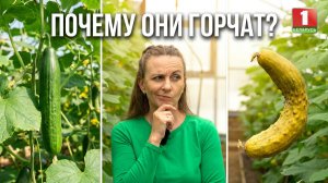 🌱 Почему огурцы горчат? Муравьи — враги или помощники? Секреты урожая раскрыты | Дача