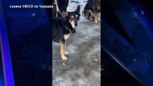 В Новочебоксарске по решению суда выселили собак