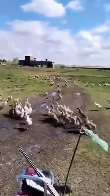 Домой 😂🤣😂 смотреть онлайн