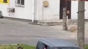 🇺🇦бандеровская_оккупация:в Макарове Киевской области людоловы утащили в своё логово мужчину и женщ