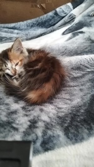 общение о наших братьях меньших.
