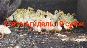 #Утята Агидель 19 суток. Выпустили на просторный выгул