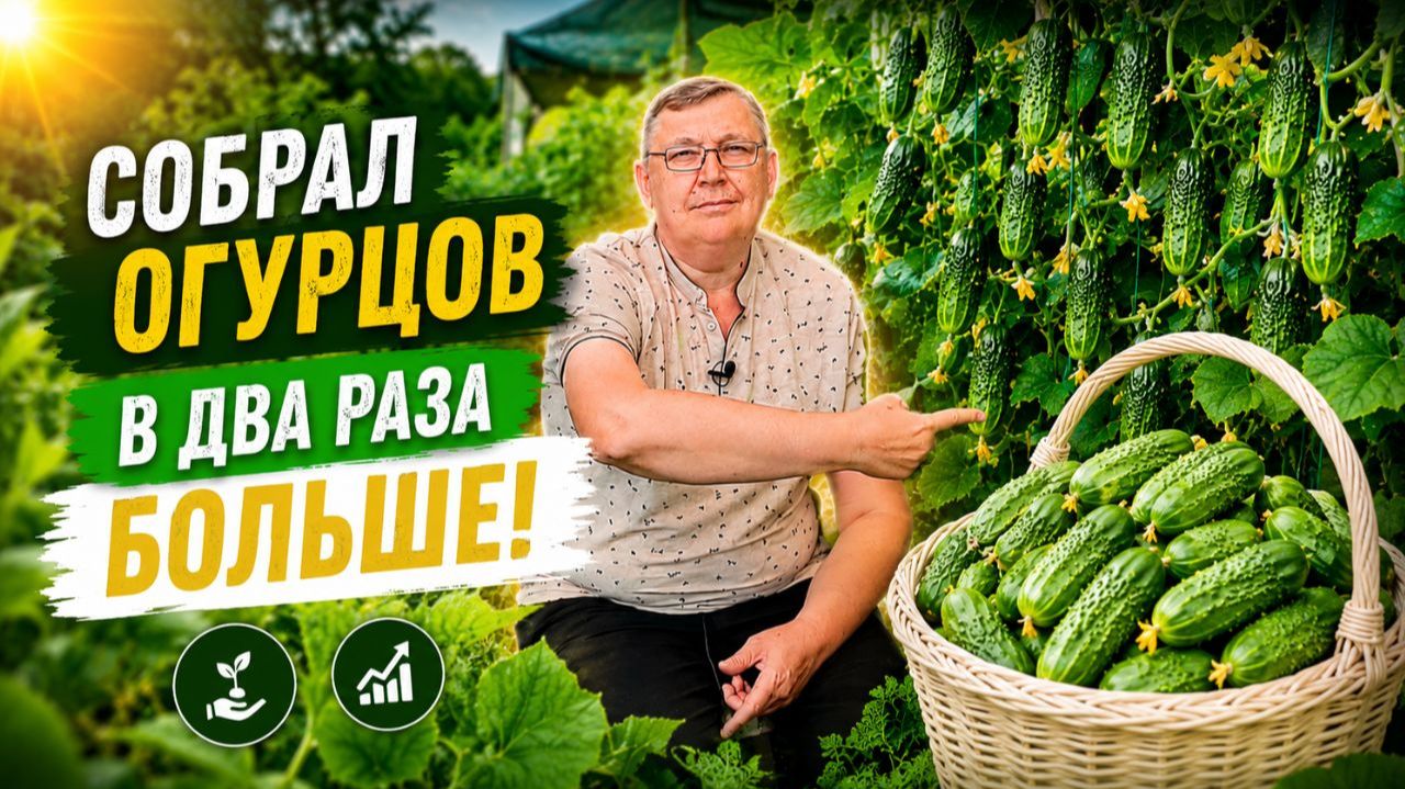 Выпащивание огурцов