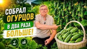 Как увеличить урожай огурцов в 2 раза одной подкормкой. Сбор огурцов.
