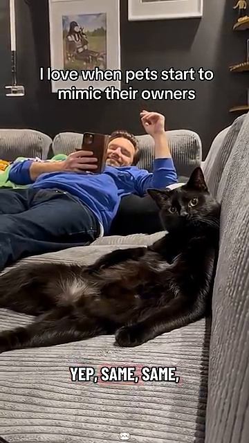 КОТЫ — ПРИРОЖДЁННЫЕ ПОДРАЖАТЕЛИ 😂 Они копируют всех вокруг 🐱 Угар 2026