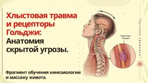 Хлыстовая травма и рецепторы Гольджи: Анатомия скрытой угрозы.  Фрагмент обучения