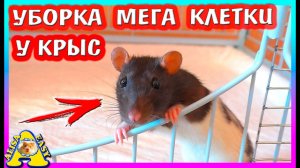УБОРКА МЕГА Большой КЛЕТКИ у КРЫС / Крысы ПОМОЩНИЦЫ / РАСПАКОВКА Письма / Alisa Easy Pets