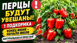 Перца будет в 10 раз больше! Важная подкормка в ИЮНЕ ИЮЛЕ