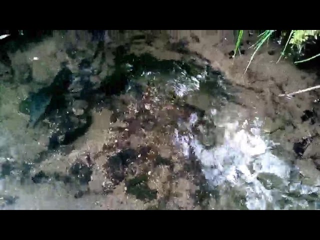 Чудо леса . Фонтан из-под земли 😱 смотреть онлайн
