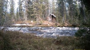Жизнь и приключения таёжного бродяги 3.3. Эпизоды. Май 2026