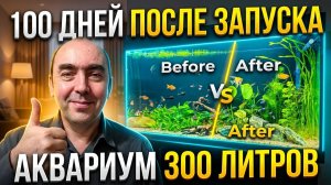 100 Дней После Запуска Аквариума от Аквас 300л.