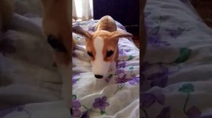 рассказываю про больницу для животных