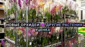 🤷♀️ Поливаю #орхидеи в Лемана ПРО #растения #обзор #фаленопсисы #цветы #plants #flowers #цветущие