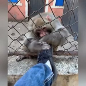 Приколы с обезьянами 🐒